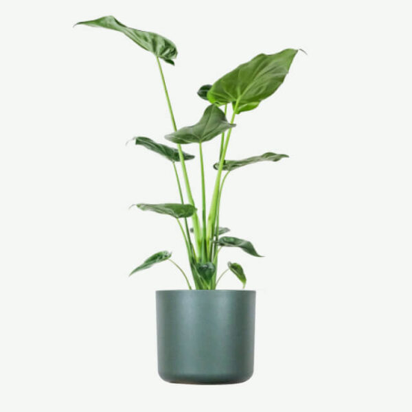 plants ecommerce product featured img 17